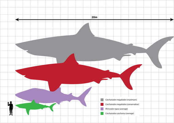 Megalodon size compared with a whale shark, modern Great White shark and human